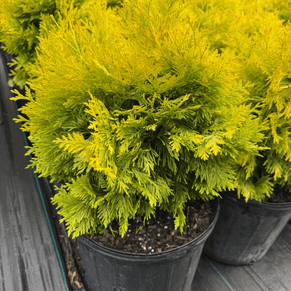 Sunkist Sycamore Maple tree with golden-yellow foliage, fast-growing ornamental shade tree ideal for landscapes and garden borders