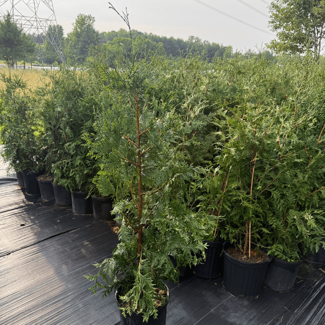 Thuja Green Giant Arborvitae plant with lush green foliage, fast-growing evergreen ideal for privacy screens and landscape hedges