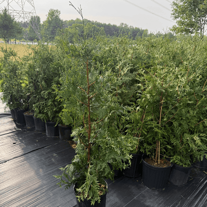 Thuja Green Giant Arborvitae plant with lush green foliage, fast-growing evergreen ideal for privacy screens and landscape hedges