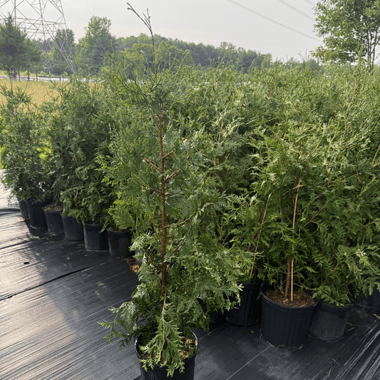 Thuja Green Giant Arborvitae plant with lush green foliage, fast-growing evergreen ideal for privacy screens and landscape hedges