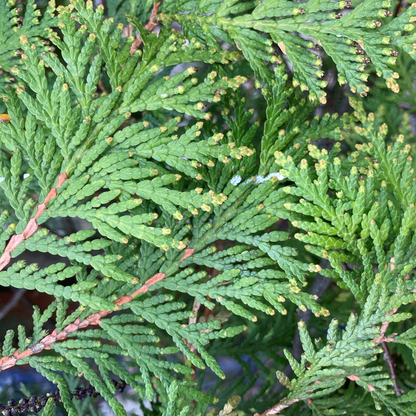 Thuja Green Giant Arborvitae – fast-growing evergreen tree with dense, rich green foliage, ideal for privacy screens and hedges.
