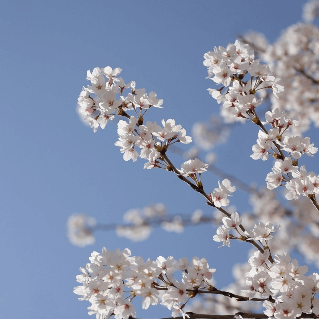 Weeping Yoshino Cherry tree with cascading branches covered in soft pink blossoms, perfect for ornamental landscapes.