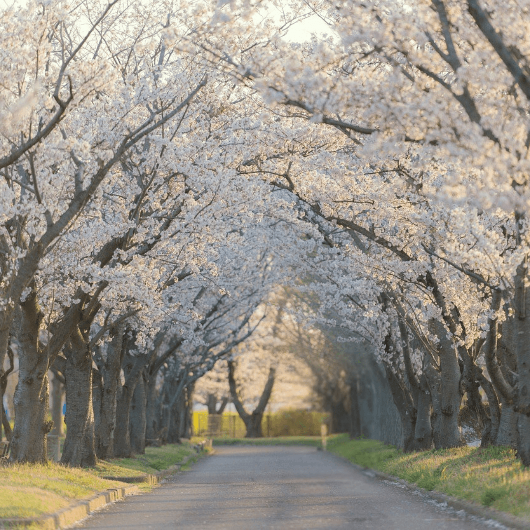 Weeping Yoshino Cherry tree with cascading branches covered in soft pink blossoms, perfect for ornamental landscapes.