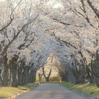 Weeping Yoshino Cherry tree with cascading branches covered in soft pink blossoms, perfect for ornamental landscapes.