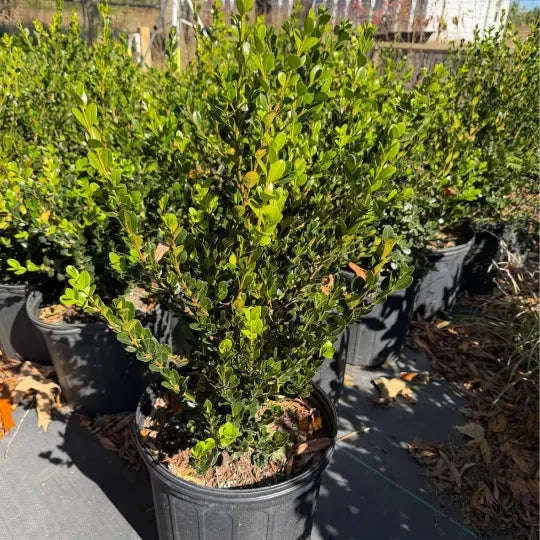Winter Green Boxwood Garden Delight Center