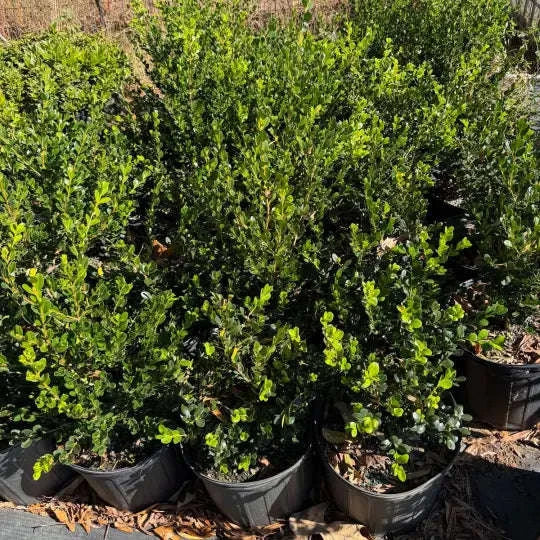 Winter Green Boxwood Garden Delight Center