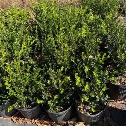 Winter Green Boxwood Garden Delight Center