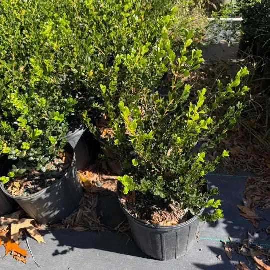 Winter Green Boxwood Garden Delight Center