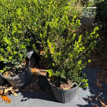 Winter Green Boxwood Garden Delight Center